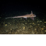 RABBITFISH ARE SO AWESOME
