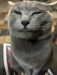 this cat would say meh
