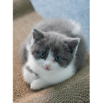 kittens army for cat people