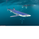 Sharkies 4 Life
