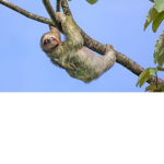 Sloth Clan of the north