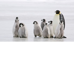 Penguin's Nest