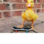 ILOVEDUCKS C: