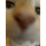 toastcat