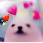 Perritos!!
