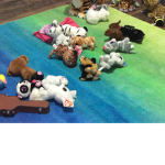 Beanie boo fan club!!!