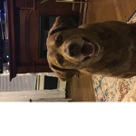 Bdoggroup