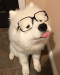 dork browse