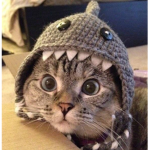 Cats with the hats