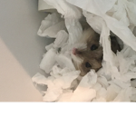 Hamster cuter