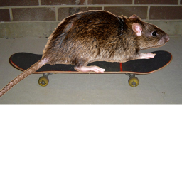 PRAISE THE RAT
