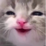 Kitty_nation