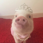 Join the pig group