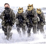 Doge are cool(: