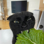 Ay yo BOBUX?