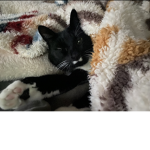 #Sally