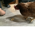 A hen with big eyes