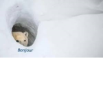 through robux
