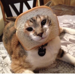 Toast Cat Army!