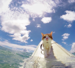 Pacific paws! [wcue]