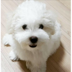 The Puppy Friends Group
