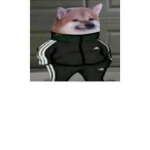 hi bob