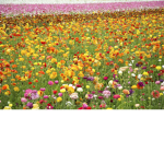 amy's flower garden