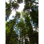 Trees United