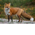 FOREVER FOXY GAMES