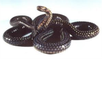 Snake Brigade