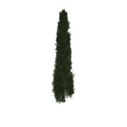 pine tree