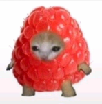 kats are lo\/ely are'nt they ?