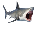 SHARK FAN CLUB HANGOUT