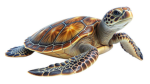 turtle fans of the world HQ