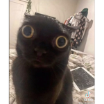 hi ok bye<3