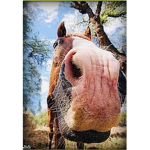 *+ Spring Stables +*
