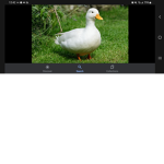 The silly duckss
