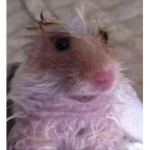 Wet Rats :D