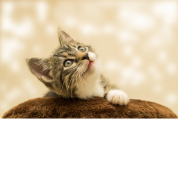 Cat Fun!