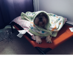 Kitty the dog