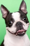 The Boston terrier ######