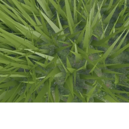 GRASS AFFILITY icon