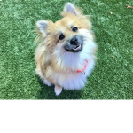 Doggie group (DG)