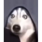 Ueus