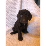 Cocckapoo group
