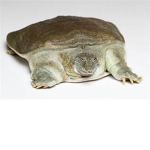 Official Group of Turtles United