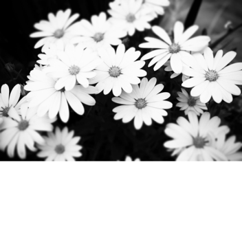 Donate (check gamepasses)