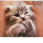 Kittens.robux