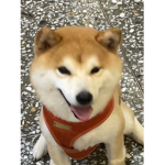 柴犬大哥大