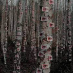 Dream Eggs { Dream-core / Weird-core }